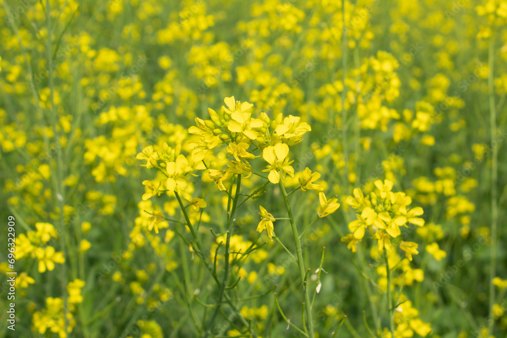 Rape blossoms in a field, closeup of photo.