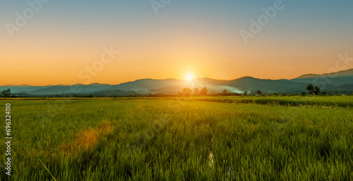 Green rice field with sunset skyac background. Countryside landscape.