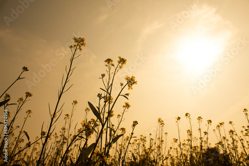 Yellow mustard flowers in the field at sunset. Beautiful nature background.