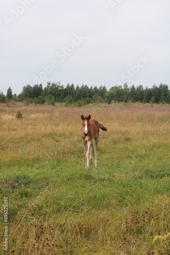 a brown stallion in a field with green grass © ира Якимчук