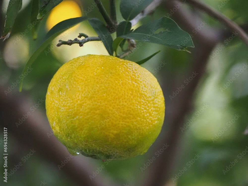柑橘類　柚子
