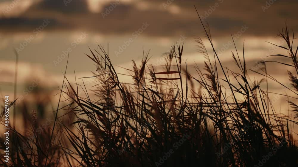 Golden wheat ears in the wind Golden wheat ears in the wind