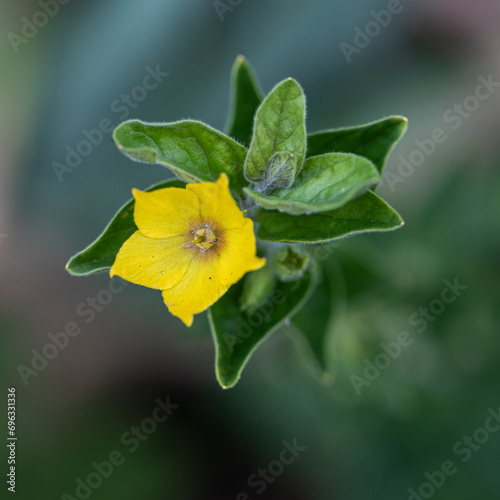 Macro photo nature yellow Lysimachia vulgaris flower. Texture background plant golden yellow loosestrife flower.