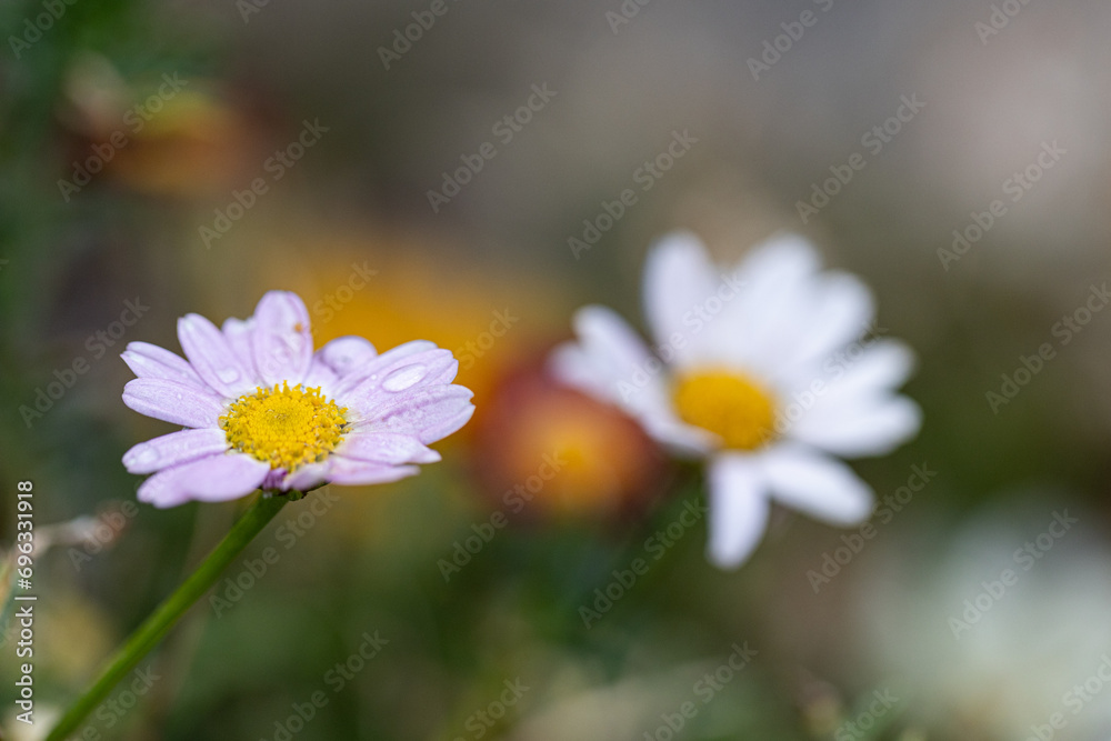 Detail of Leucanthemum vulgare, commonly known as the ox-eye daisy, oxeye daisy, dog daisy, marguerite and other common names. Detail of Leucanthemum vulgare, commonly known as the ox-eye daisy, oxeye daisy, dog daisy, marguerite and other common names.