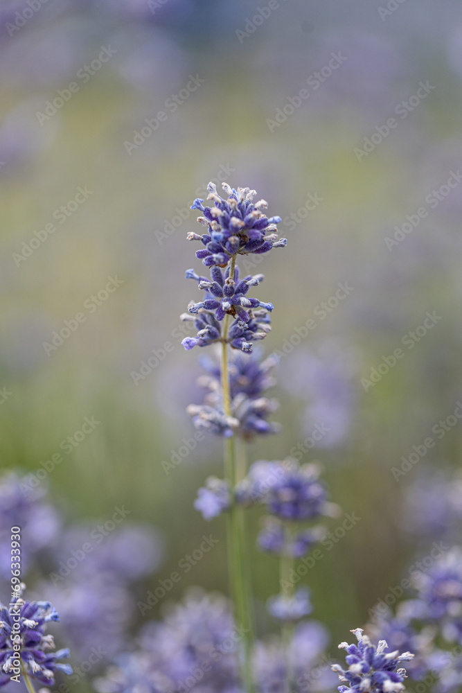 Obraz premium Lavandula angustifolia, Hidcote. Field of Lavender. Close up of purple lavender flowers background. Blooming Lavandula officinalis. Purple blue summer flower. Lavender bushes closeup