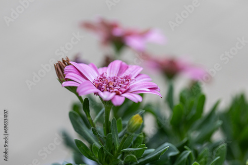 Osteospermum fruticosum, light pink flowers with dark purple center and orange pollen. African daisy or barberiae Cape daisy bush. African moon is flowering plant of the Asteraceae family. photo