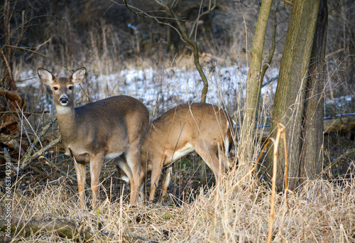 Obraz na płótnie December Deer in Fowlerville, Michigan w salonie