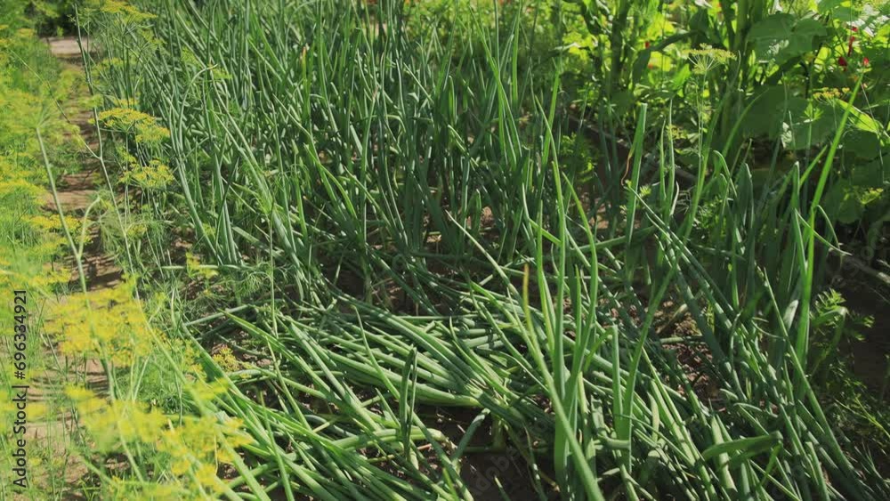 Ripe green onions with feathers grow in a garden bed in summer. Growing vegetables in the garden. Slow motion
