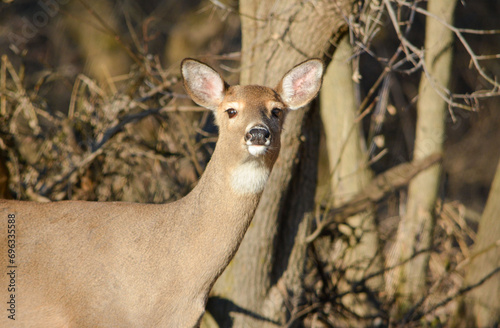 December Deer in Fowlerville, Michigan
