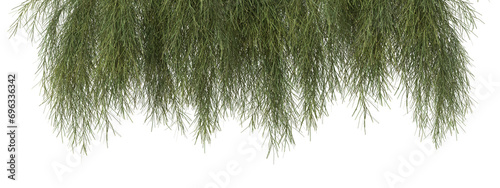 Casuarina glauca plant or  Swamp Oak with isolated on transparent background. png file, 3d rendering illustration, clip art and cut out