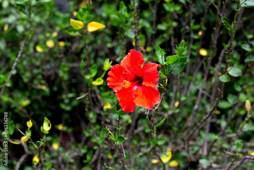 Hibiscus flower in the garden