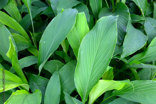 Green leaves of turmeric plant photo