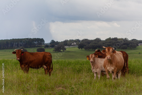 Cows in Pasture