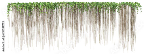 Cissus verticillata plant or  Princess vine with isolated on transparent background. png file, 3d rendering illustration, clip art and cut out photo