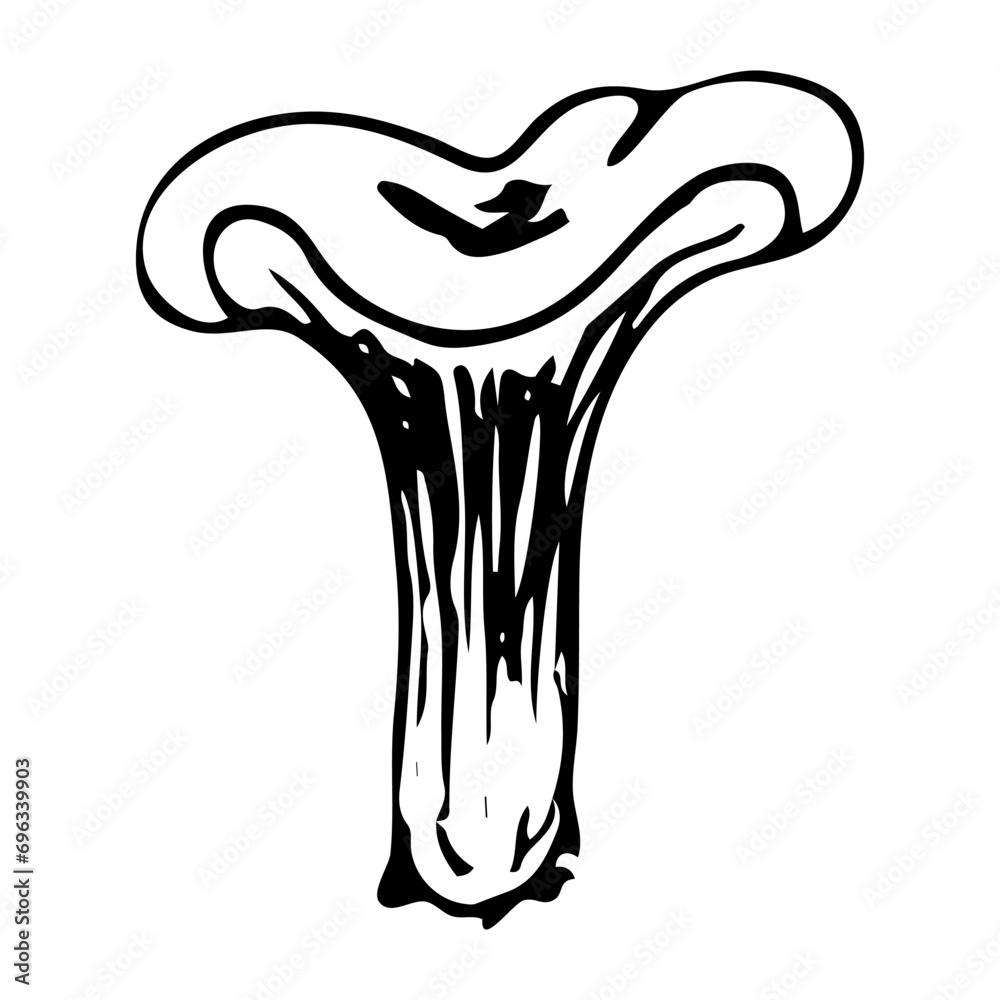 Chanterelle doodle mushroom. Collecting forest food. Cantharellus cibarius. Hand drawn sketch. Chanterelle doodle mushroom. Collecting forest food. Cantharellus cibarius. Hand drawn sketch.
