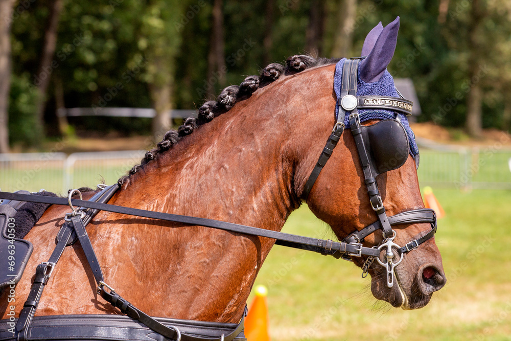 Obraz premium The head of a golden-brown colored horse with a blue ear bonnet on