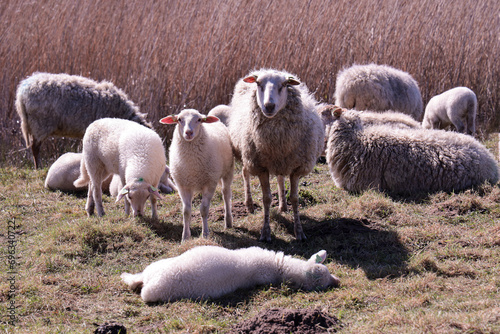 Sheep and lambs