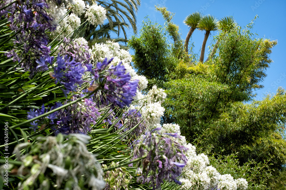 Obraz premium Jardin Botanique Madère