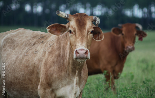 Cows in Field 