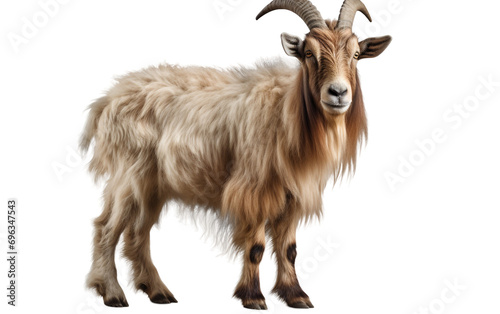 Goat Isolated on Clear Background