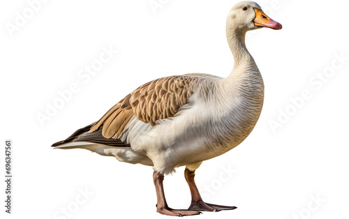 Goose Isolated on Transparent Background
