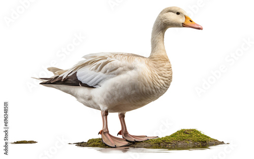 Goose on a Transparent Background