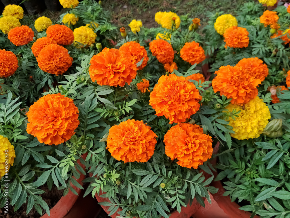 marigolds are blooming in the garden