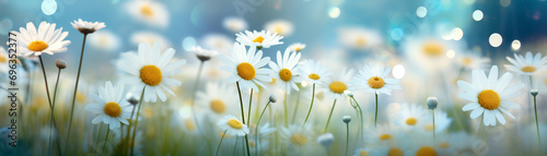 Background daisy flower on blur background