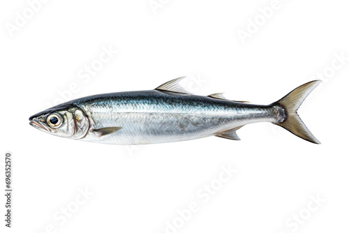 anchovys isolated on white