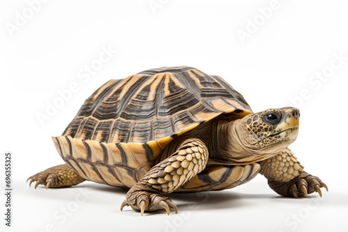 turtle on white background photo