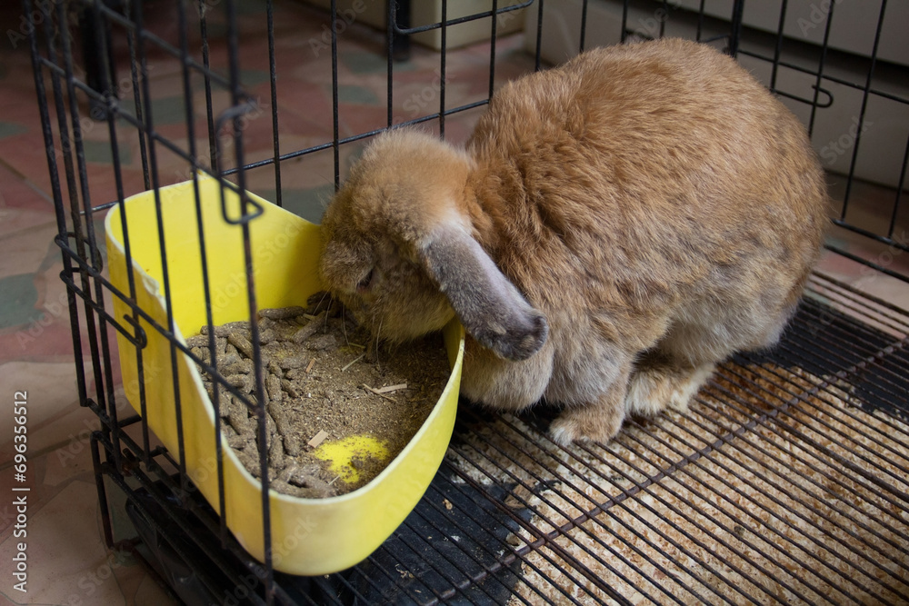 Fat brown Holland lop rabbit in cage is eating pellets food. It's cute