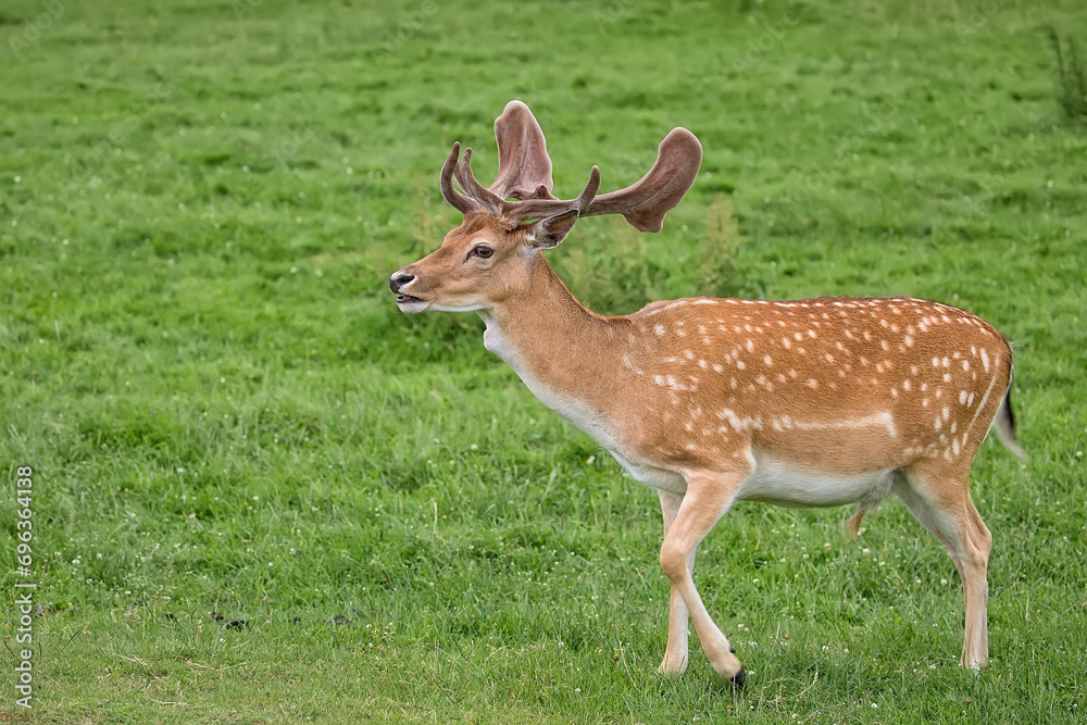 Fallow deer in a clearing
Fallow deer in a clearing