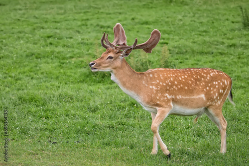 Fallow deer in a clearing 