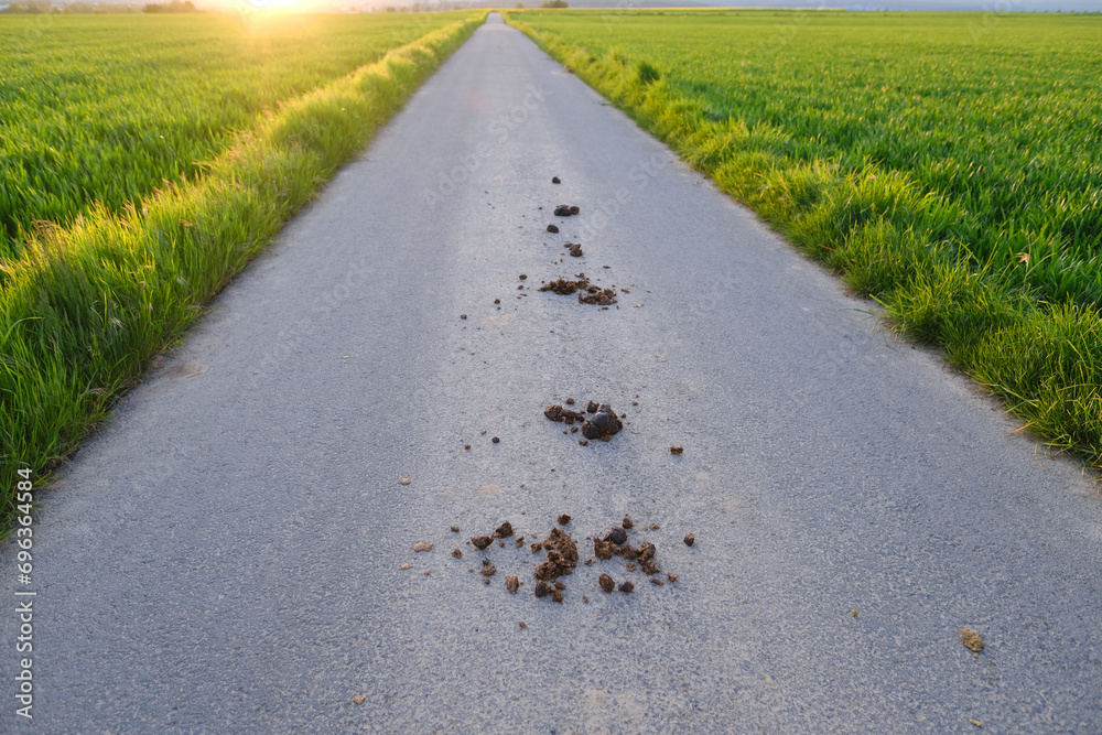 excrement on pavement, horse manure lies on road in sun, green field of