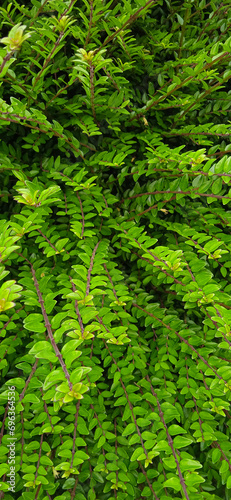 Green plant bush with small sharp leaves holding on thin brown