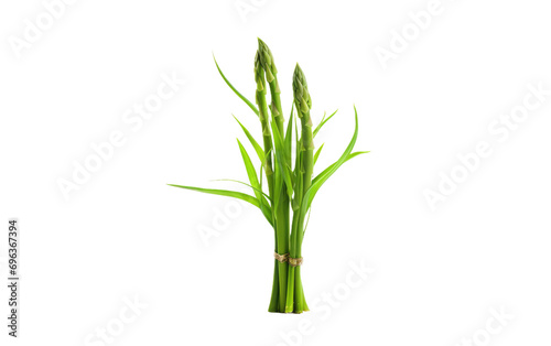 Asparagus Plant Elegance on Transparent Background.