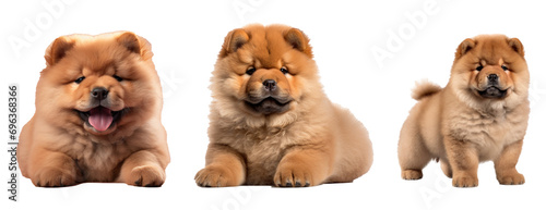 Chow chow puppy white background