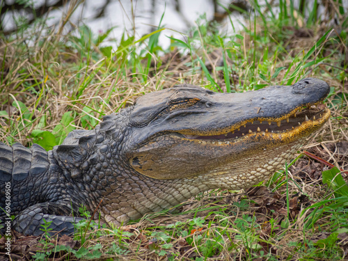 American Alligator on ground © robitaillee