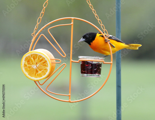 Εκτύπωση καμβά Baltimore oriole on a jelly feeder