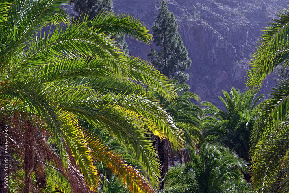 Palm trees on Gran Canaria, Spain. Palm trees on Gran Canaria, Spain.
