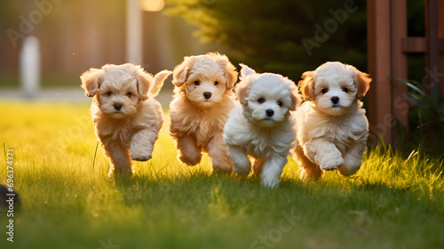 Four cute Maltipoo puppies a mix of Maltese and Poodle breeds, are plaing on the grass. generative AI