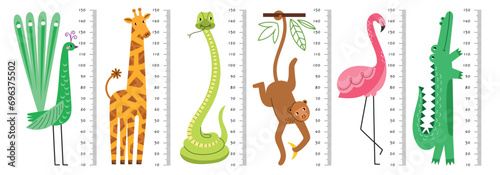 Decorative funny growth rulers. Kids height measurement, comic cartoon animals characters, cute high flamingo, monkey, peacock, vector set.eps photo