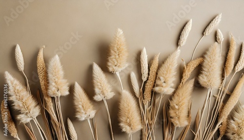 floral background of dry flowers dry beige lagurus grass flower on beige background fluffy tan pom pom plants bouquet flat lay top view copy space photo
