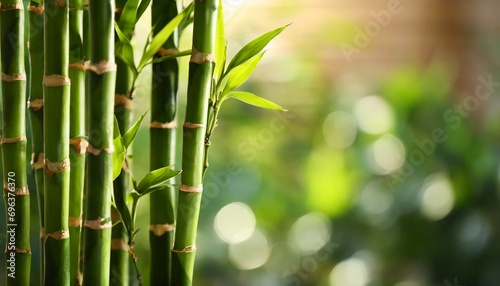 beautiful green bamboo stems on blurred background