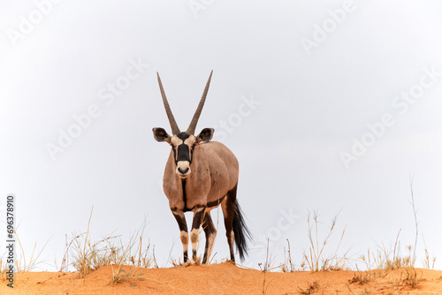 Oryx, African oryx, or gemsbok (Oryx gazella) searching for food in the dry red dunes of the Kgalagadi Transfrontier Park in South Africa