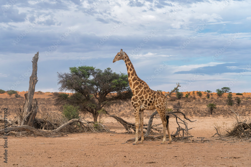Obraz premium Giraffe male walking in the beautiful landscape with clouds and red sand dunes of the Kgalagadi Transfrontier Park in South Africa