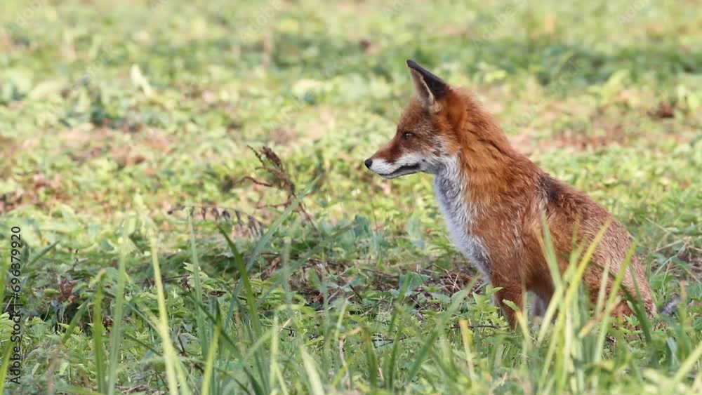 Mammals Fox Vulpes vulpes in spring scenery, Poland Europe, animal sitting on spring meadow Mammals Fox Vulpes vulpes in spring scenery, Poland Europe, animal sitting on spring meadow