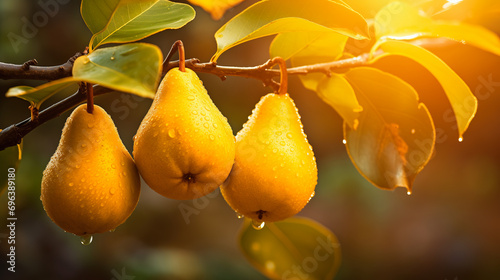 Delicious Pears on a Branch in the Garden