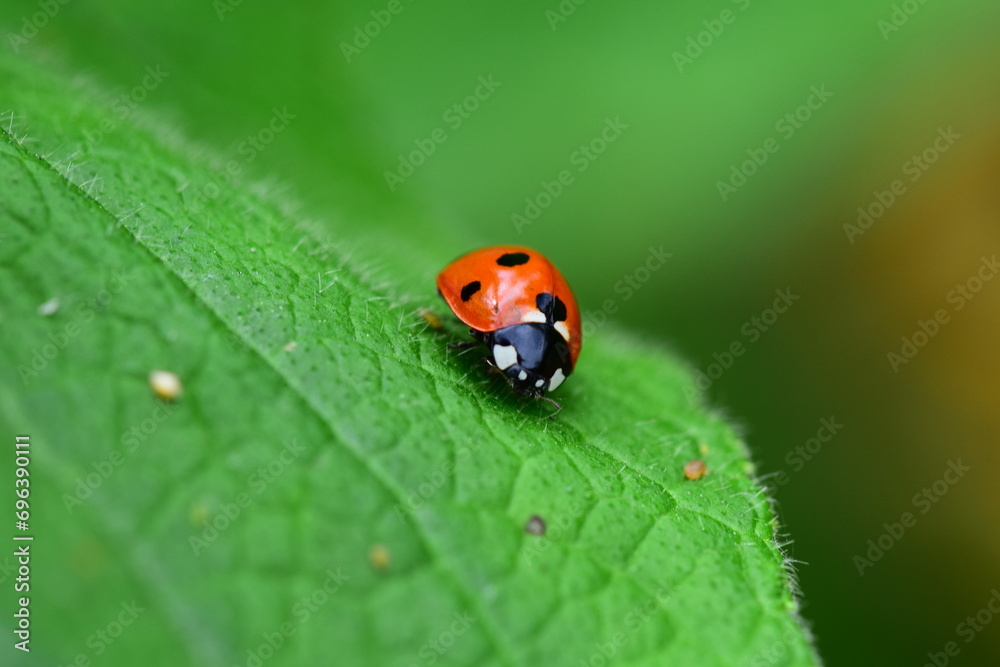 Isolated ladybird sitting on a green leaf Isolated ladybird sitting on a green leaf