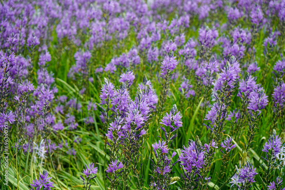 Fototapeta premium Close up of purple flowers growing 